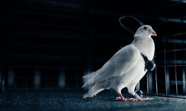 Russia has created bio-drones from pigeons: how the control technology works