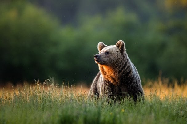 Iluzja optyczna z słoniem: znajdź wszystkie 13 ukrytych zwierząt w 10 sekund