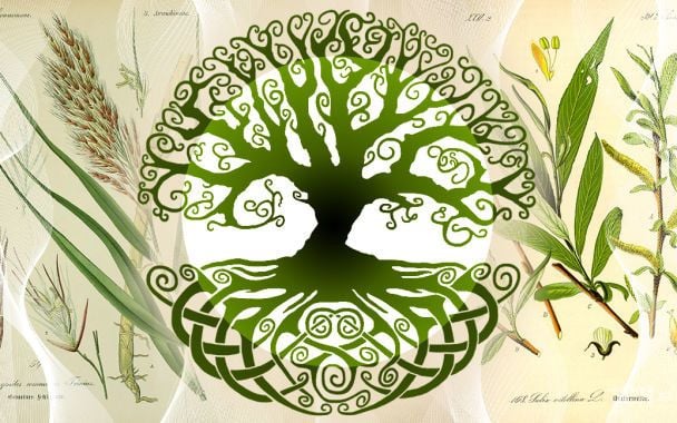 Keltski horoskop na zimę 2025: które drzewo da siłę twojemu znakowi zodiaku