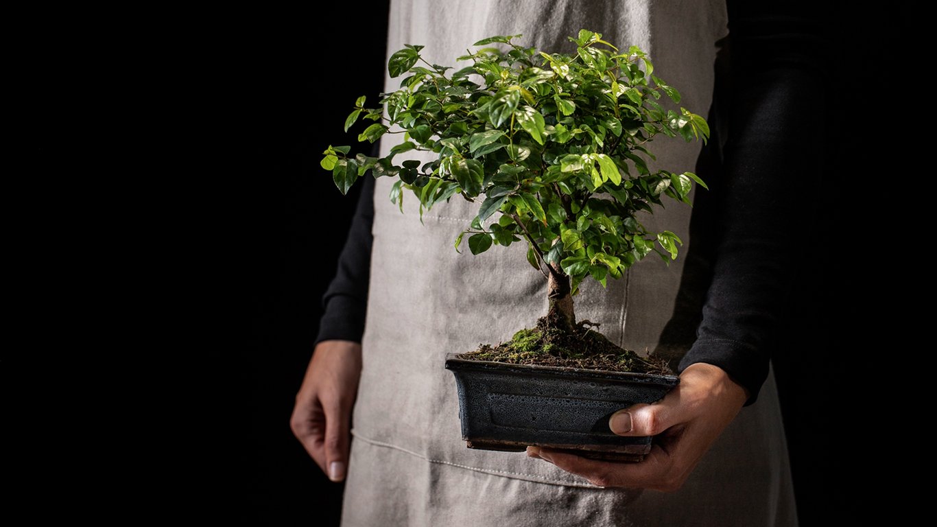 Sztuka podlewania bonsai: klucz do zdrowia miniaturowego drzewka