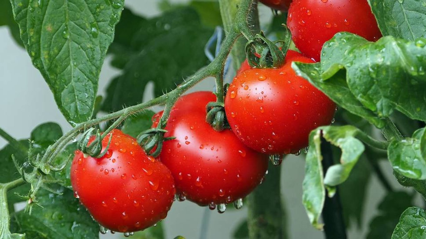 Dlaczego warto sadzić czosnek obok pomidorów? Sekret obfitych plonów