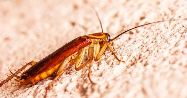 Radziecka metoda na karaluchy: gęsta kasza manna i kwas borowy
