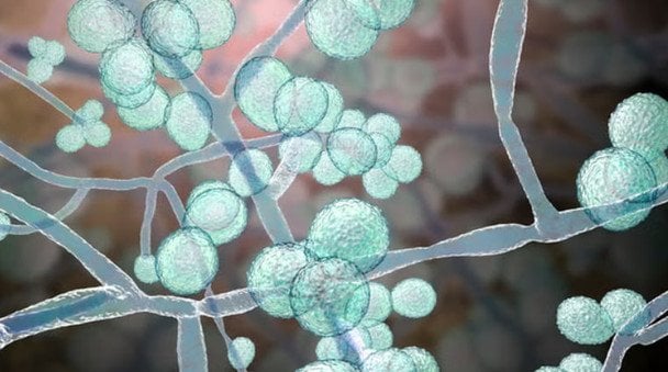 Niebezpieczny grzyb Candida auris szybko rozprzestrzenia się na świecie: co zagraża zdrowiu