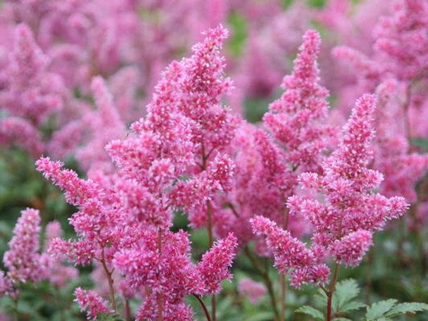 Jak cieszyć się kwiatami astilby od lata do jesieni?