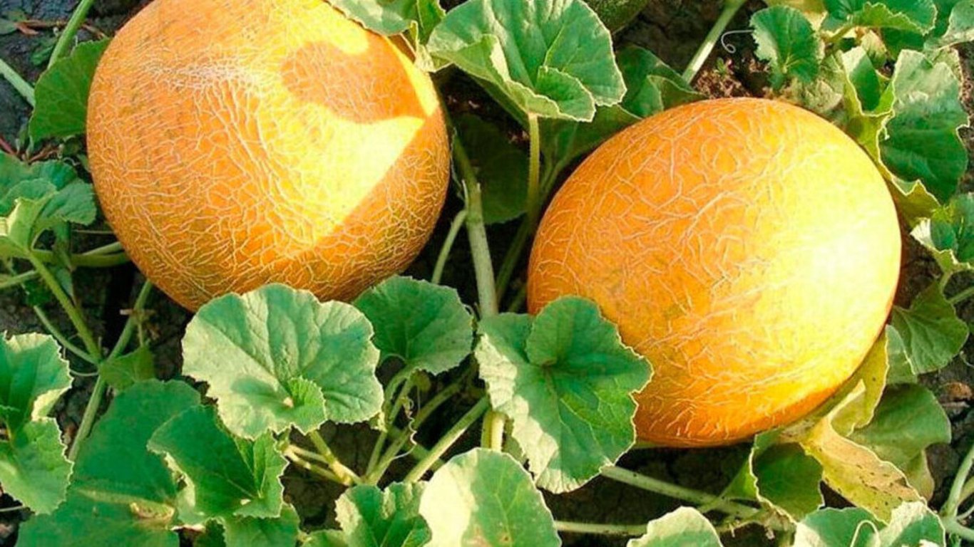 Trzy najlepsze odmiany melona na 2026 rok: wybór dla Twojego ogródka