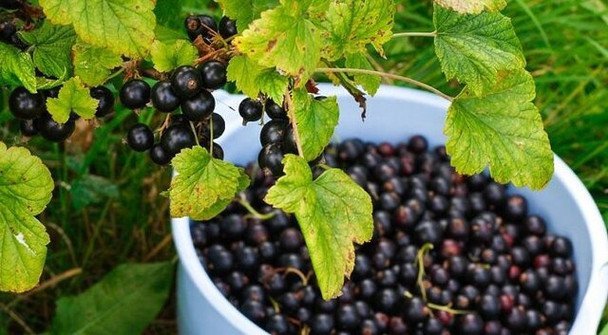 Wiosenna kuracja dla porzeczek. Sekretny składnik na obfite plony