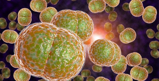 Epidemia zapalenia opon mózgowo-rdzeniowych wśród studentów w Wielkiej Brytanii: 27 zakażeń i dwa zgony