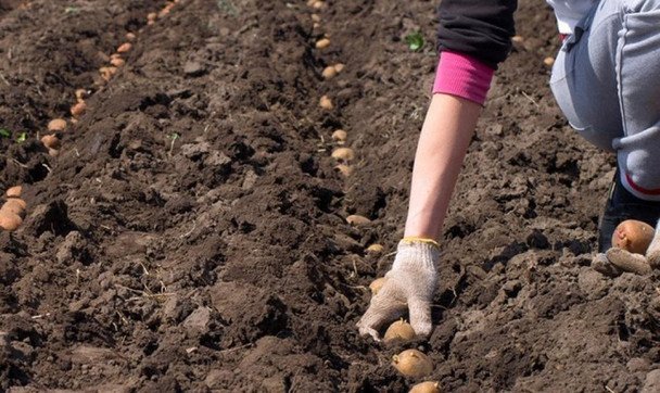 Kiedy sadzić ziemniaki w 2026 roku? Eksperci podają terminy dla każdego regionu Polski