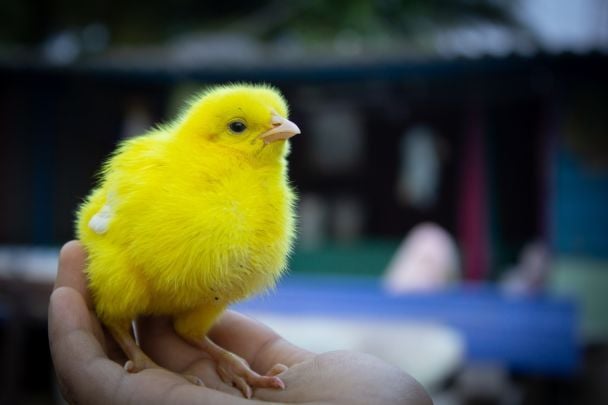 Норвезькі кури без генної модифікації
