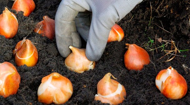 Sadzenie tulipanów wiosną: terminy i sposób na bujne kwitnienie