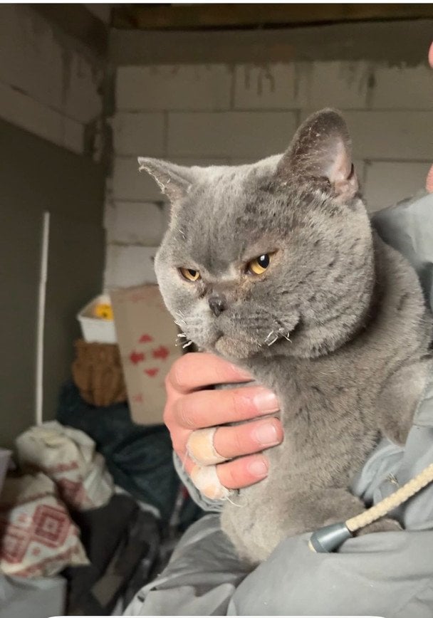 Кошку нашли живой после 9 дней под завалами от Шахеда