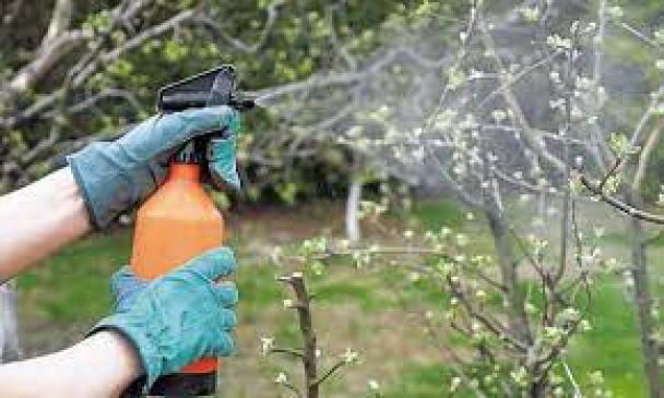 Обприскування дерев від шкідників