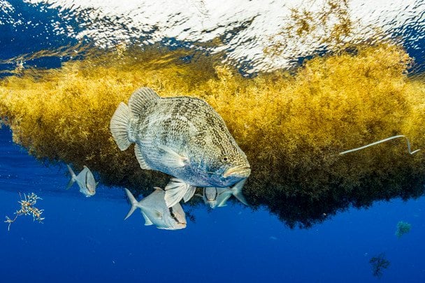 Саргассово море из космоса