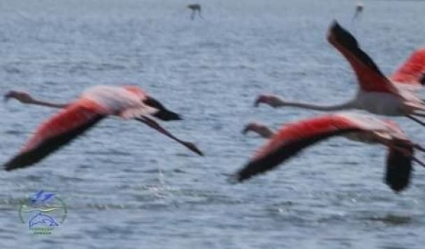 Flamingi wróciły nad Tuzłowskie Limany. Czy w 2026 roku doczekamy się młodych?