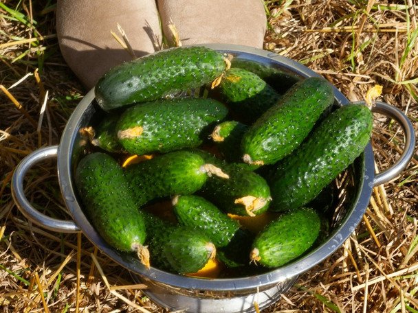 Naturalna ochrona i obfitsze plony ogórków: mleko jako ekologiczny nawóz