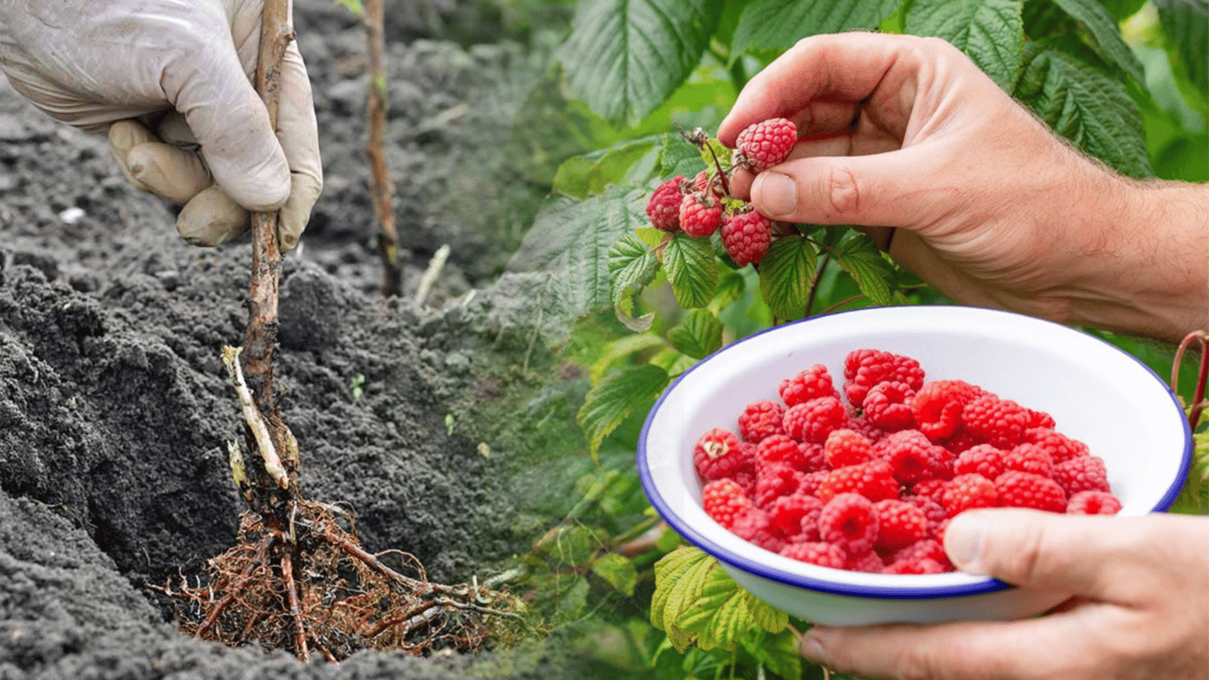 Nawet 5 kg malin z krzaka w 2026 roku – nowa polska odmiana „Karmelka” podbija sady