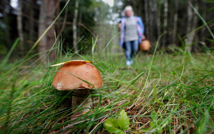 Ukraińców mogą ukarać grzywną za zbieranie grzybów i jagód: co trzeba wiedzieć