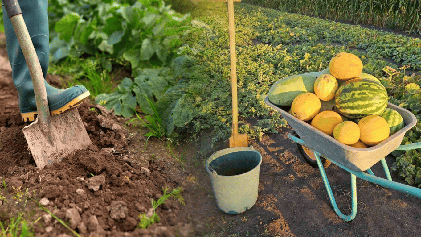 Podwój plony arbuzów i melonów dzięki tym roślinom sąsiadującym