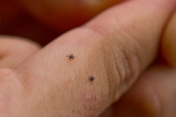 Inwazja kleszczy w obwodzie rówieńskim: 24 pajęczaki znalezione w parku w zaledwie 20 minut