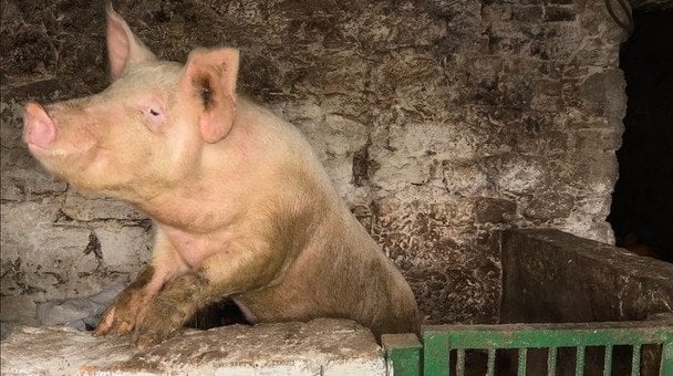 На Хмельниччині неоготичну пам’ятку XVIII століття використовують як хлів