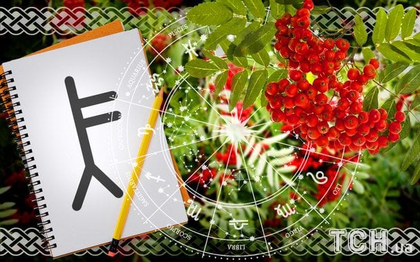 Celtycki horoskop na 3 stycznia: jakie drzewo będzie twoim talizmanem