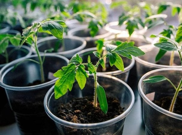 Оптимальные сроки посева томатов на рассаду: рекомендации для разных сортов