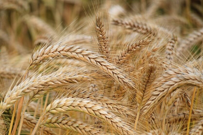 В Україні стартували жнива: де збирають найбільше зерна