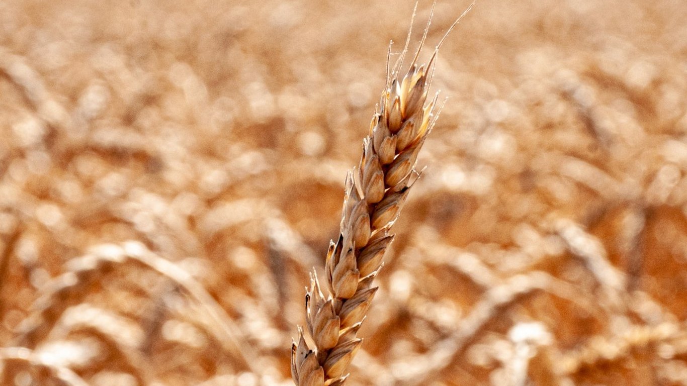 Wheat Prices - What Trend is Observed in the Grain Market