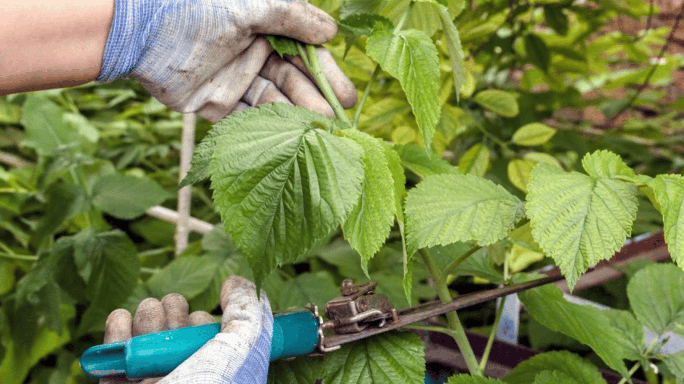 How to Prune Raspberries to Triple Your Harvest - Useful Tips