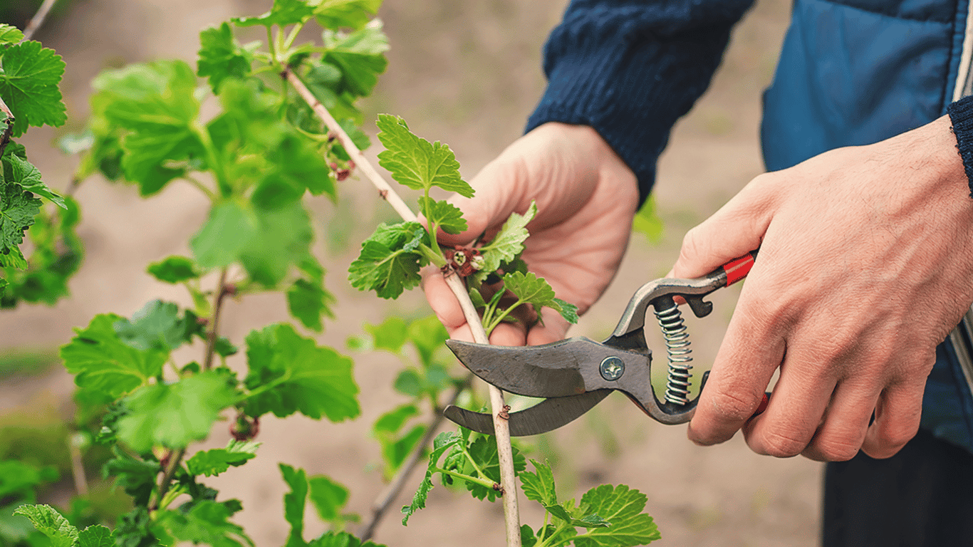 Why It Is Important to Prune Currants in July 2025 - How to Do It