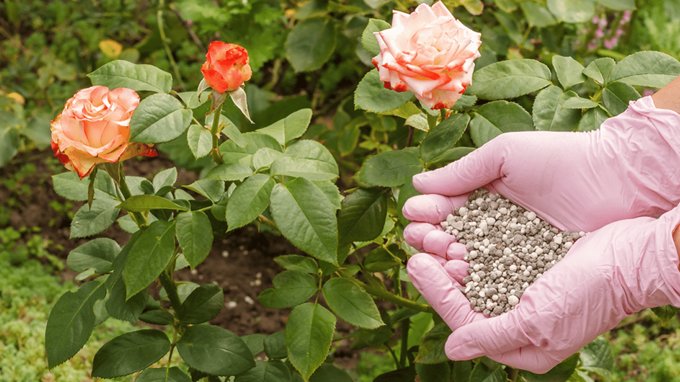 How to fertilize roses in July 2025 to stimulate blooming