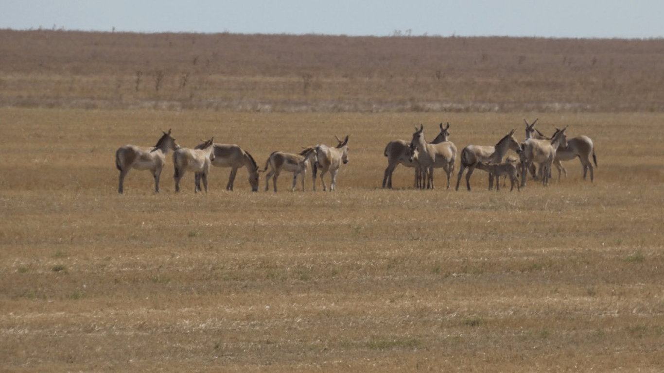 A baby boom of kulan has been recorded in Odesa region: how an endangered species is reborn on the steppe