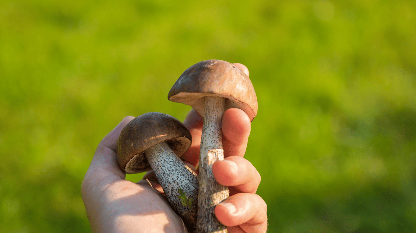 10 przypadków zatrucia grzybami w obwodzie lwowskim: jak uniknąć niebezpieczeństwa