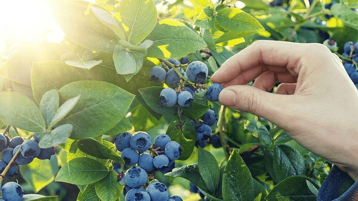 Borówka owocuje do października: sekrety ogrodników dla obfitych plonów