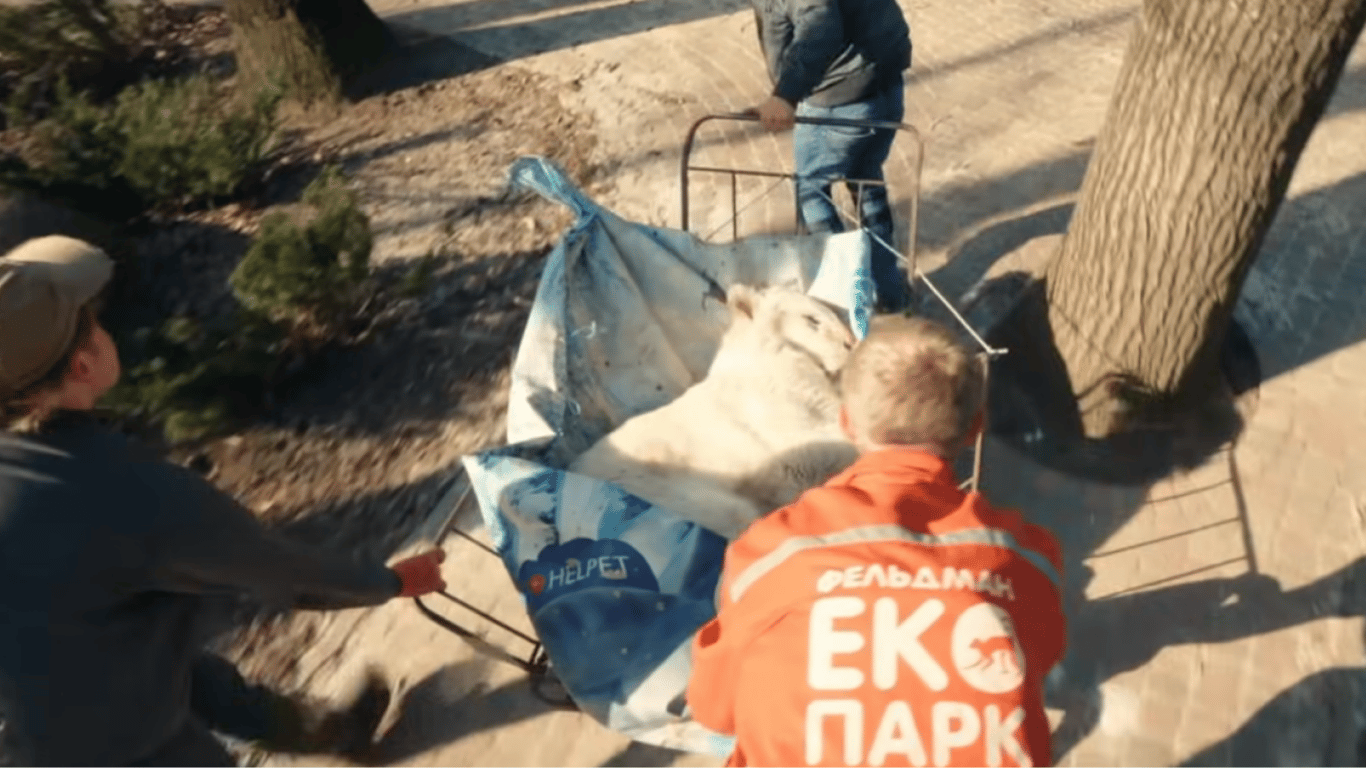 DiCaprio and Joshua Zeman filmed a movie about animal rescue in Kharkiv: premiere details