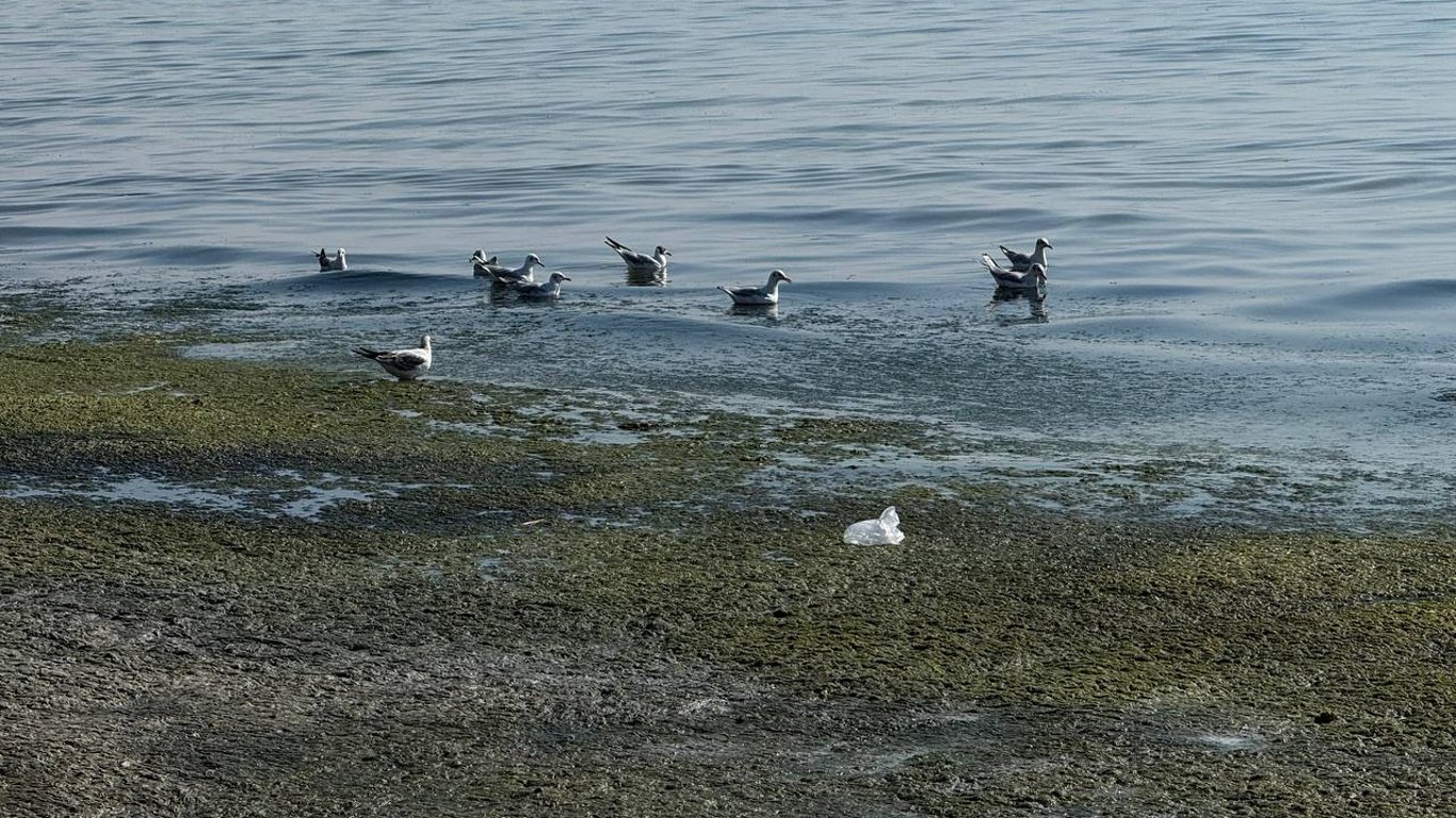 Эксперты выявили токсичные вещества в одесском море: что это означает для отдыхающих