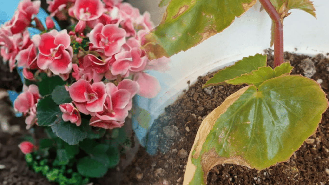 Begonia usycha: jak uratować roślinę doniczkową przed zagładą