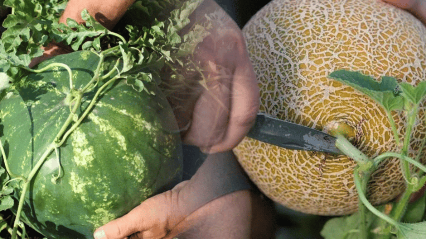 Sierpniowe nawożenie arbuzów i melonów: jakie nawozy należy stosować