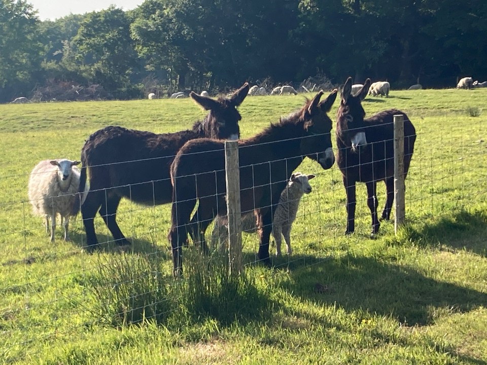 Пять бюджетных кемпингов в Британии: где отдохнуть с детьми до начала школы