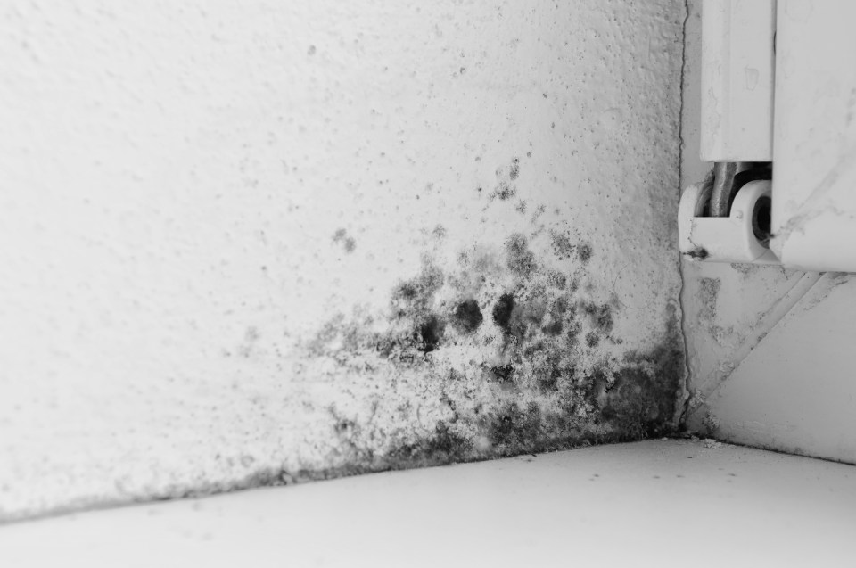 5 objawów wskazujących na zatrucie toksynami pleśni w Twoim domu