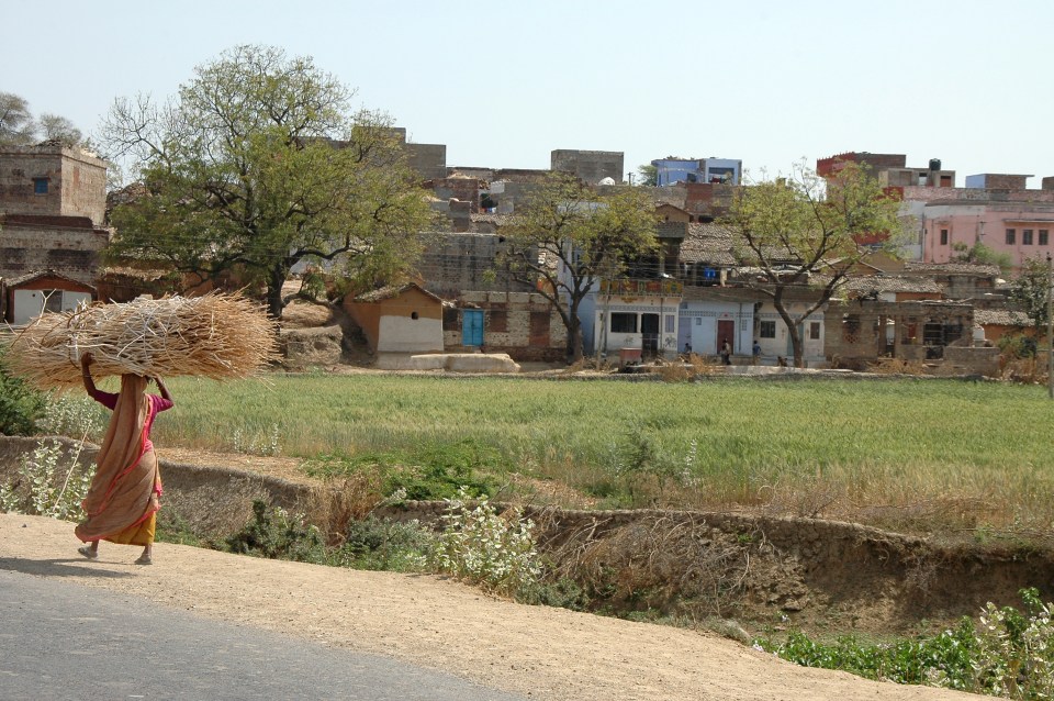 In India, monkeys abducted a baby from the crib and drowned it in a water drum
