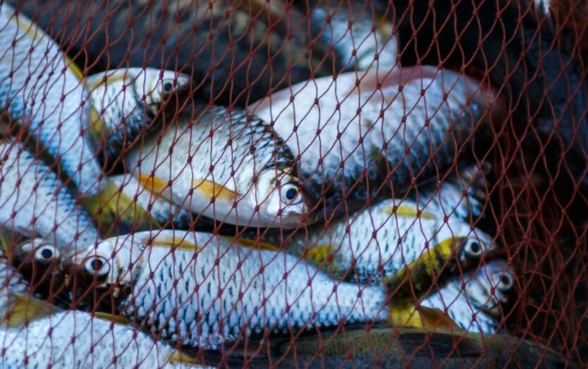 В Черном море появились ядовитые рыбы: что известно о новых жильцах